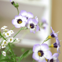 Plantable Seeded Business Cards (ECO-107) - Image 2